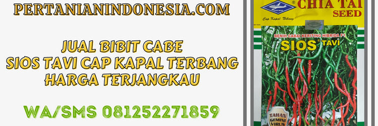 jual,jual bibit cabe,jual bibit cabe sios tavi,sios tavi cap kapal terbang,bisi